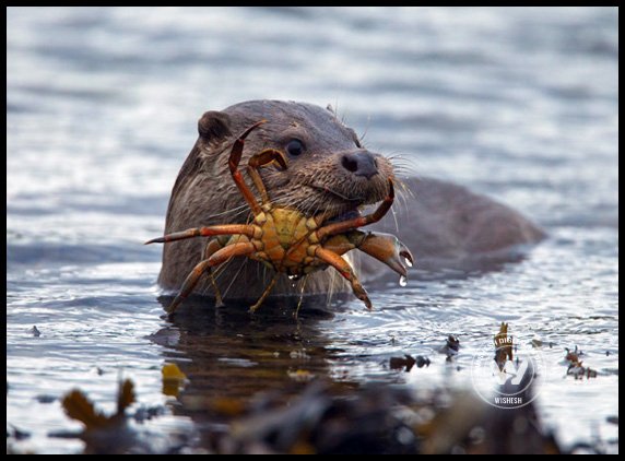 How they preserve sea grasses???